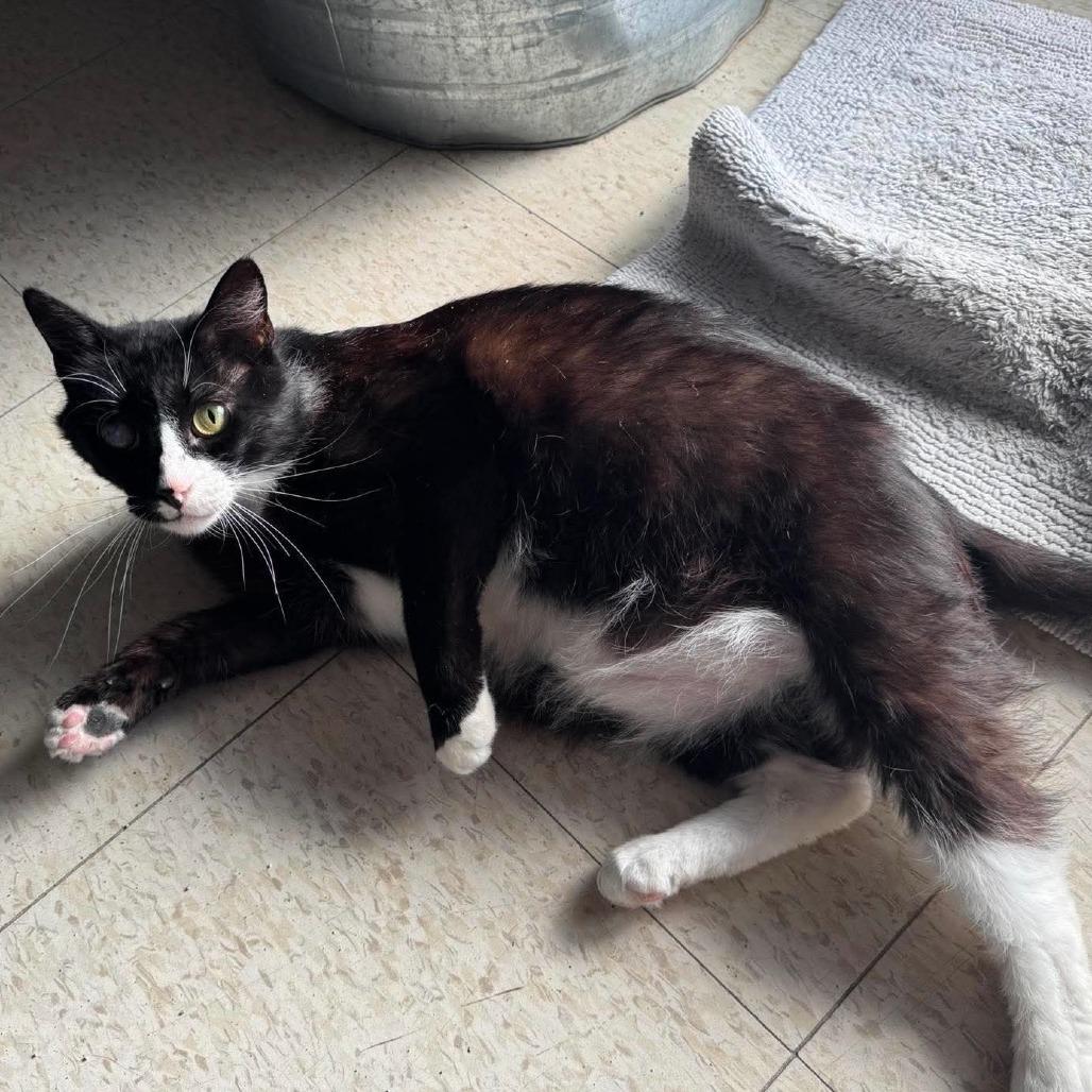 Enlarge Rolo, a Adoptable Domestic Short Hair in Enid, OK image 4/4