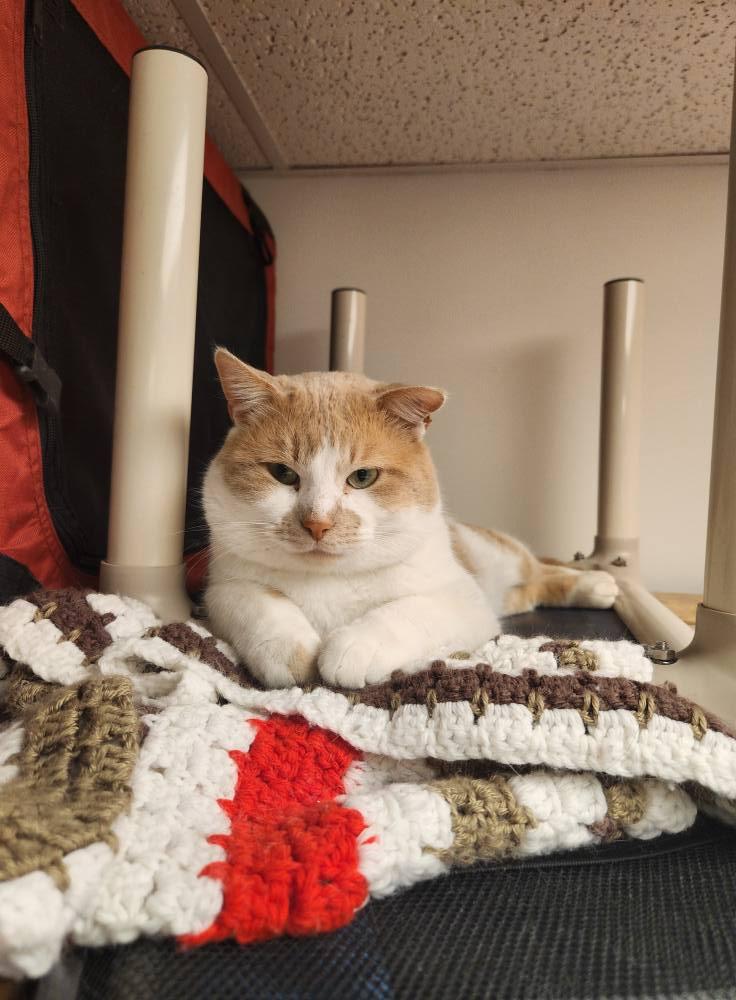 PILLSBURY, Adoptable, Adult Male Domestic Short Hair.