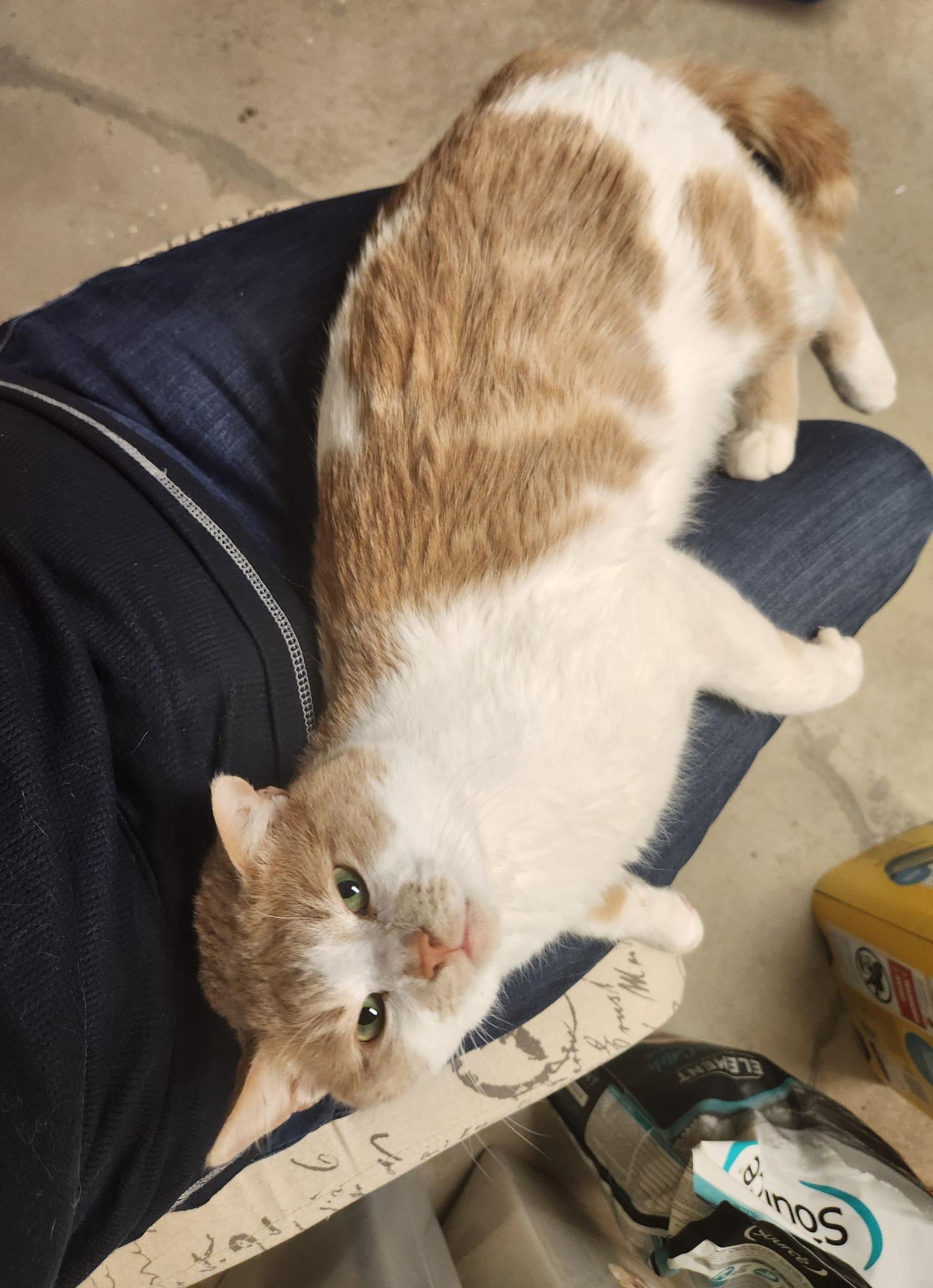 PILLSBURY, a Adoptable mixed breed in Grand Forks, ND image 2/3