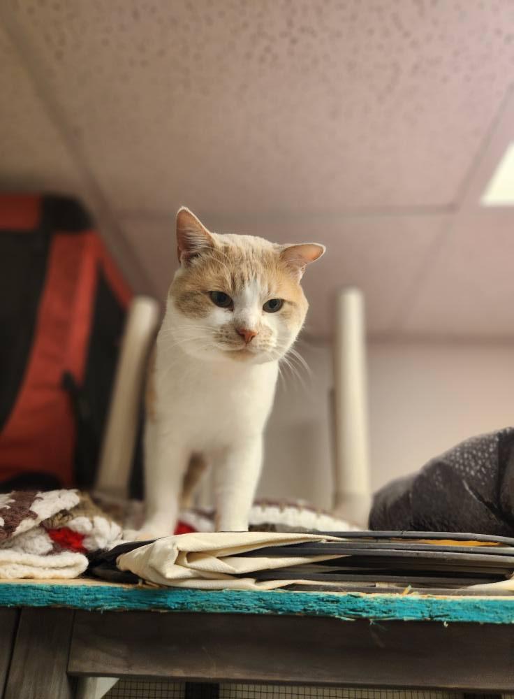 PILLSBURY, a Adoptable mixed breed in Grand Forks, ND image 3/3