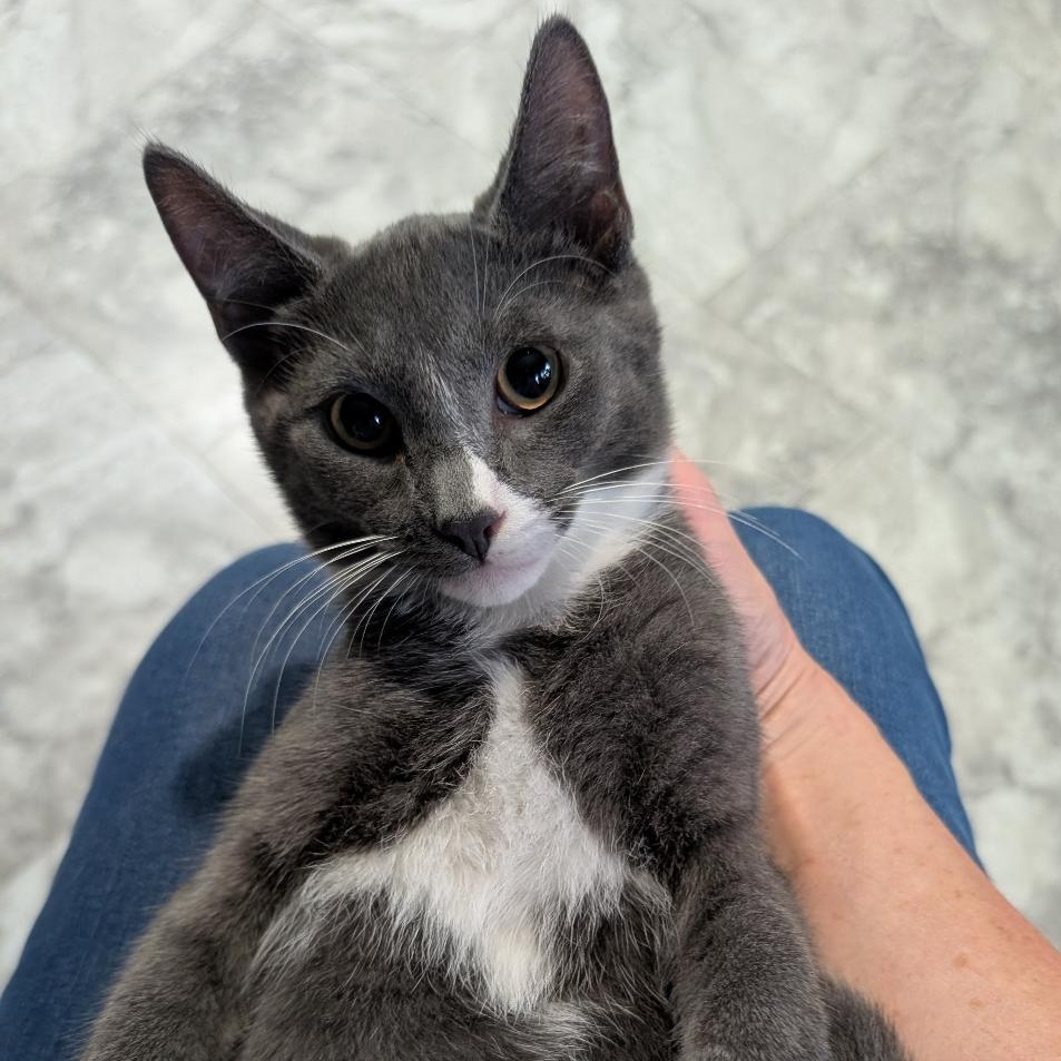 Prince, a ADOPTABLE Domestic Short Hair in Reisterstown, MD image 2/4