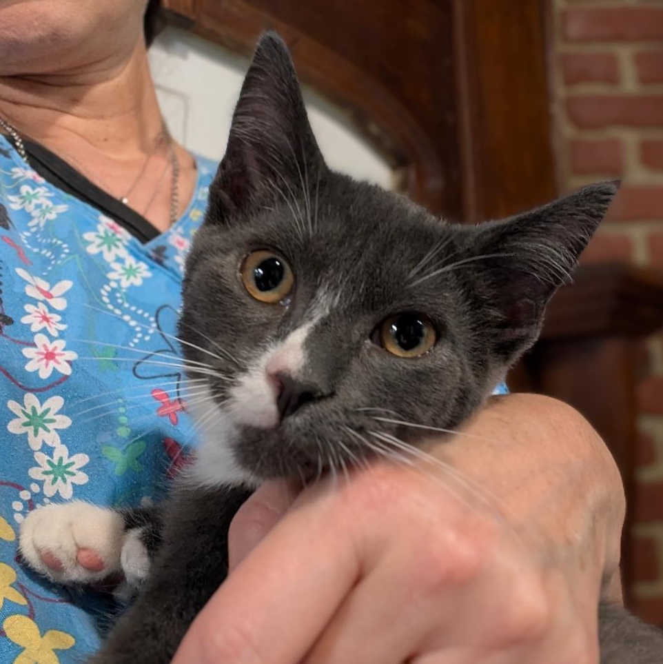Enlarge Prince, a ADOPTABLE Domestic Short Hair in Reisterstown, MD image 1/4