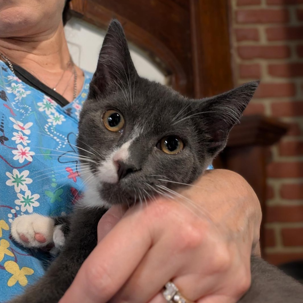 Prince, a ADOPTABLE Domestic Short Hair in Reisterstown, MD image 3/4