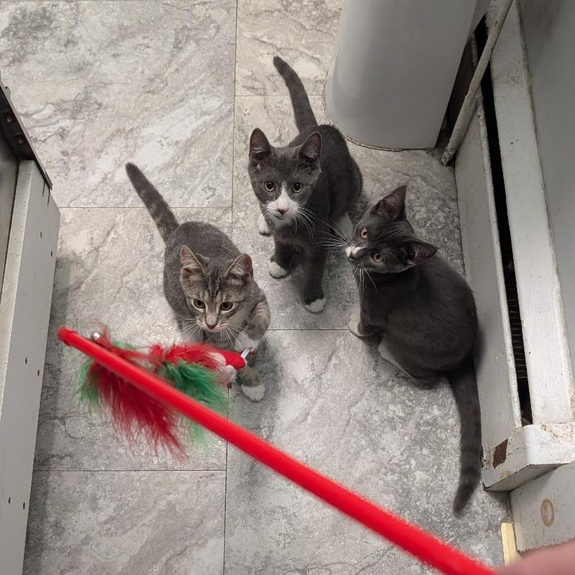 Prince, a ADOPTABLE Domestic Short Hair in Reisterstown, MD image 4/4