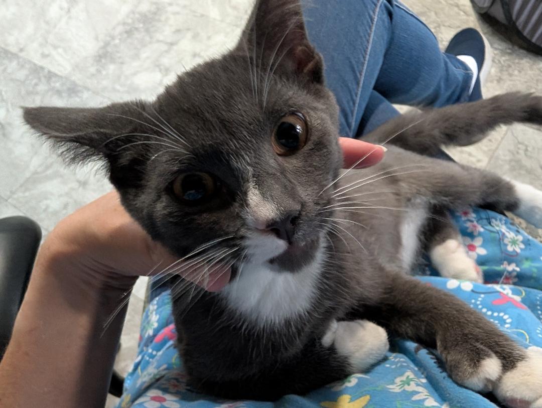 Prince, ADOPTABLE, Kitten Male Domestic Short Hair.