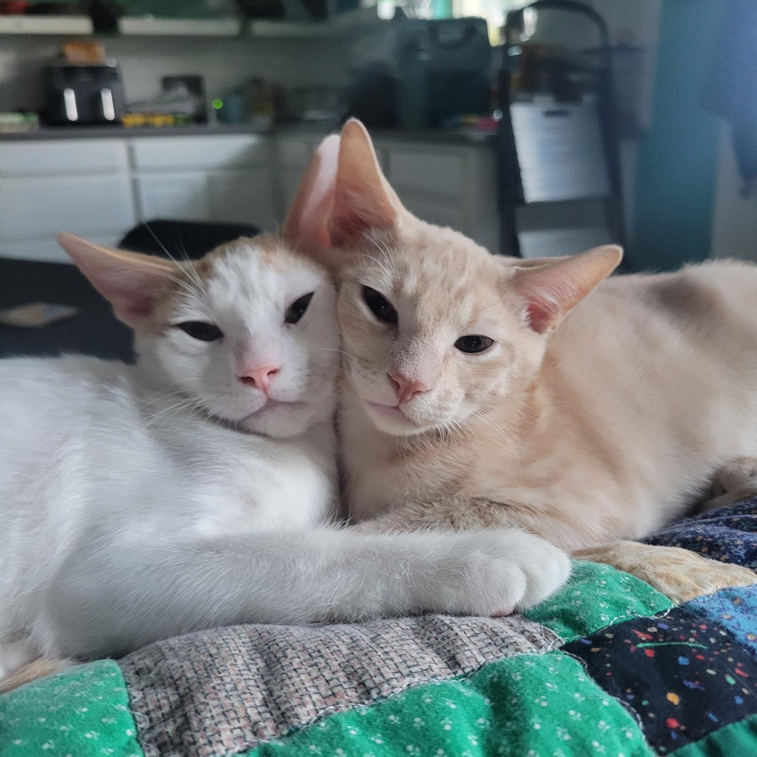 Carlton & Will (bonded brothers)