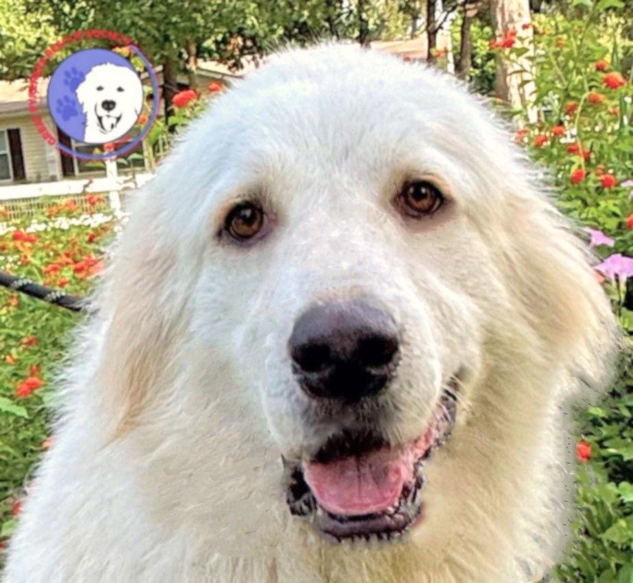 Terrie, Adoptable, Young Female Great Pyrenees.