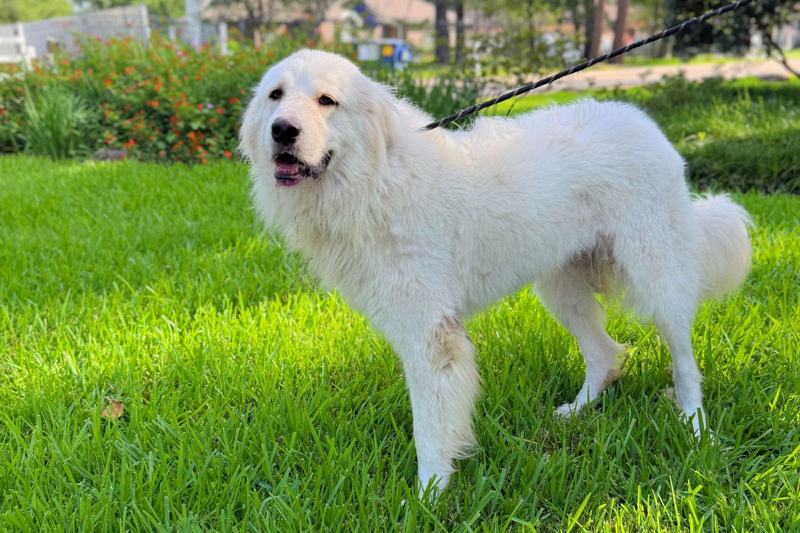 Enlarge Terrie, a Adoptable Great Pyrenees in Spring, TX image 2/3