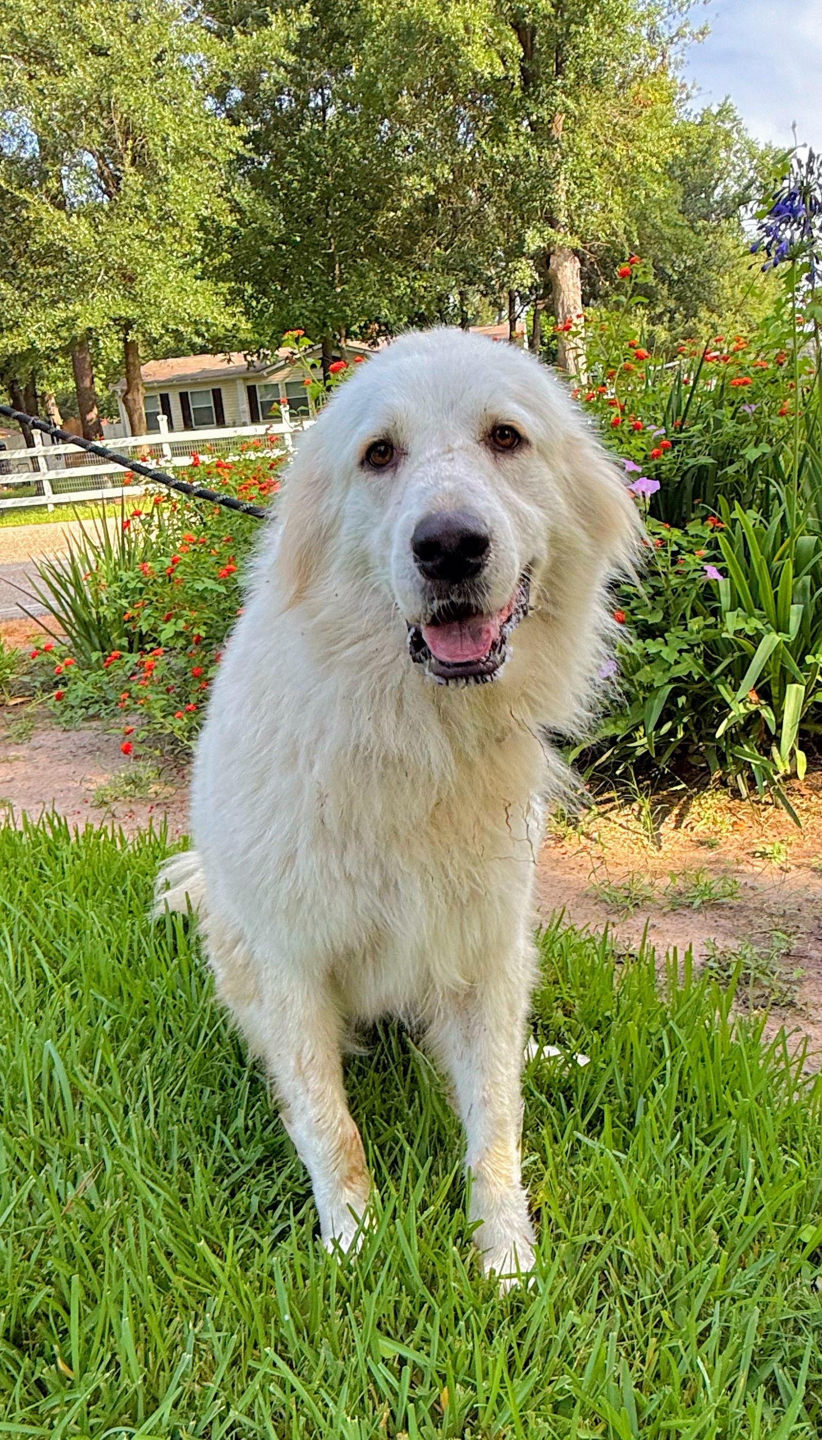 Enlarge Terrie, a Adoptable Great Pyrenees in Spring, TX image 3/3