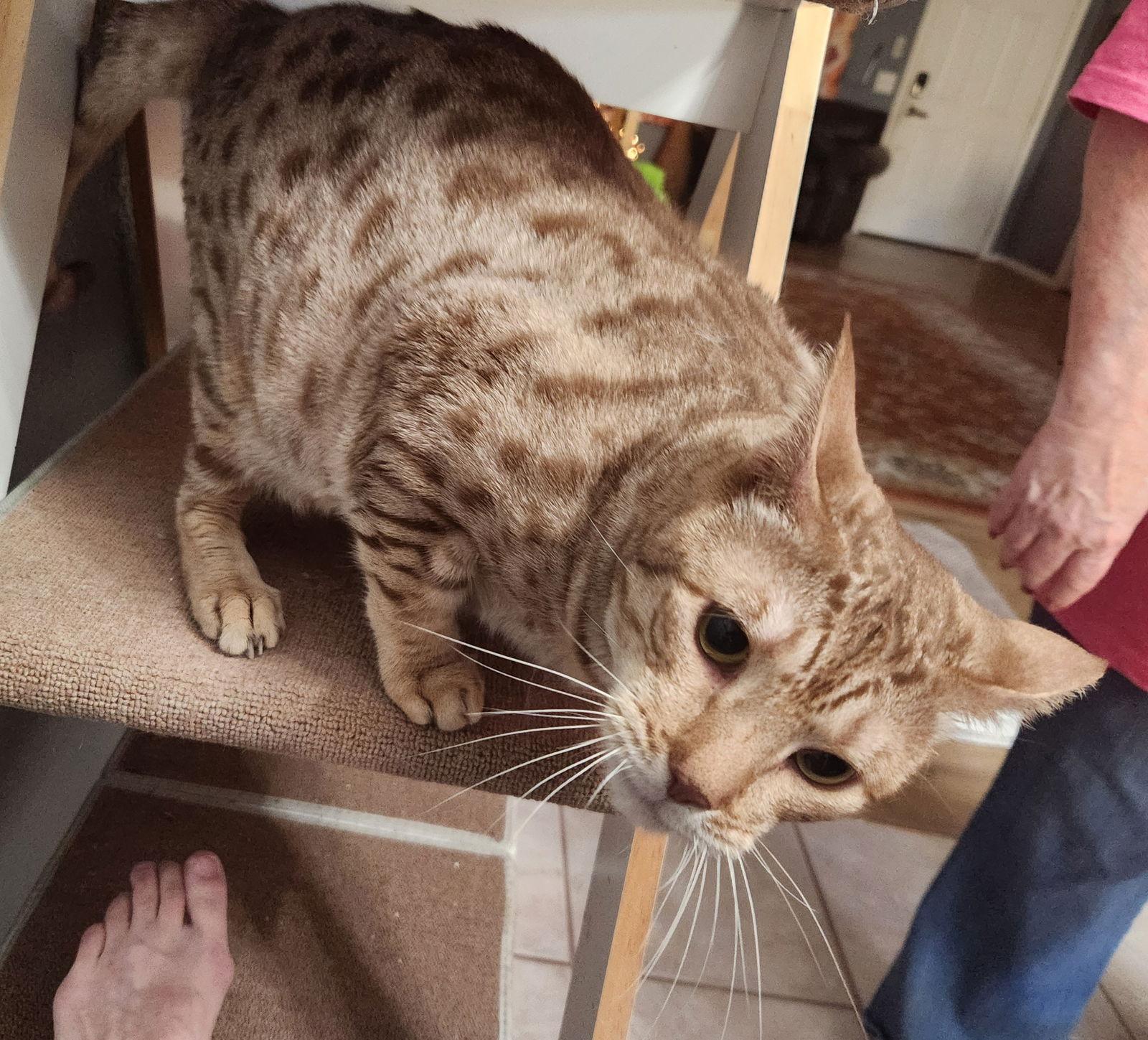 Skywalker thumbnail 2