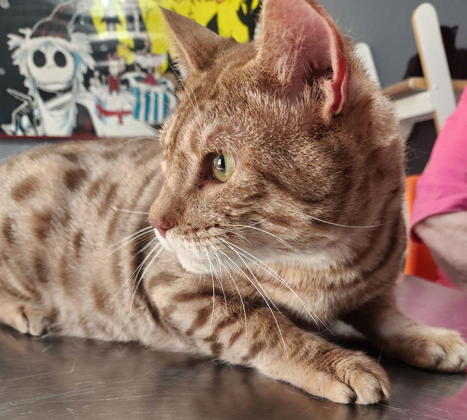 Skywalker thumbnail 4