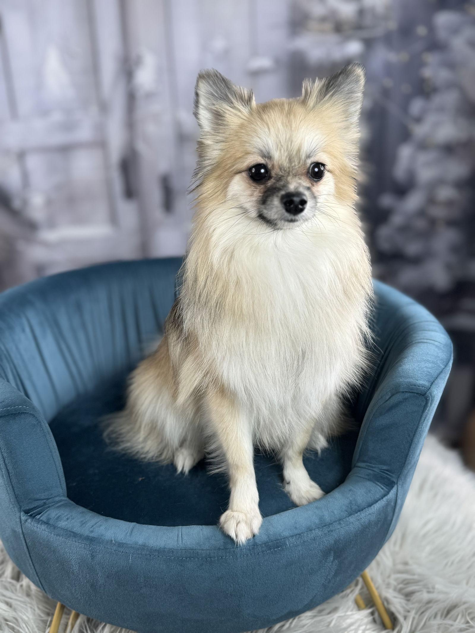 Midgi, Adoptable, Young Female Pomeranian.