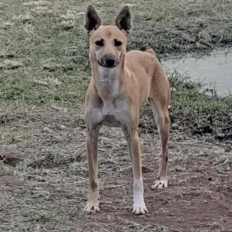 MARSALI, an adoptable Carolina Dog, Whippet in Villalba, PR, 00766 | Photo Image 1