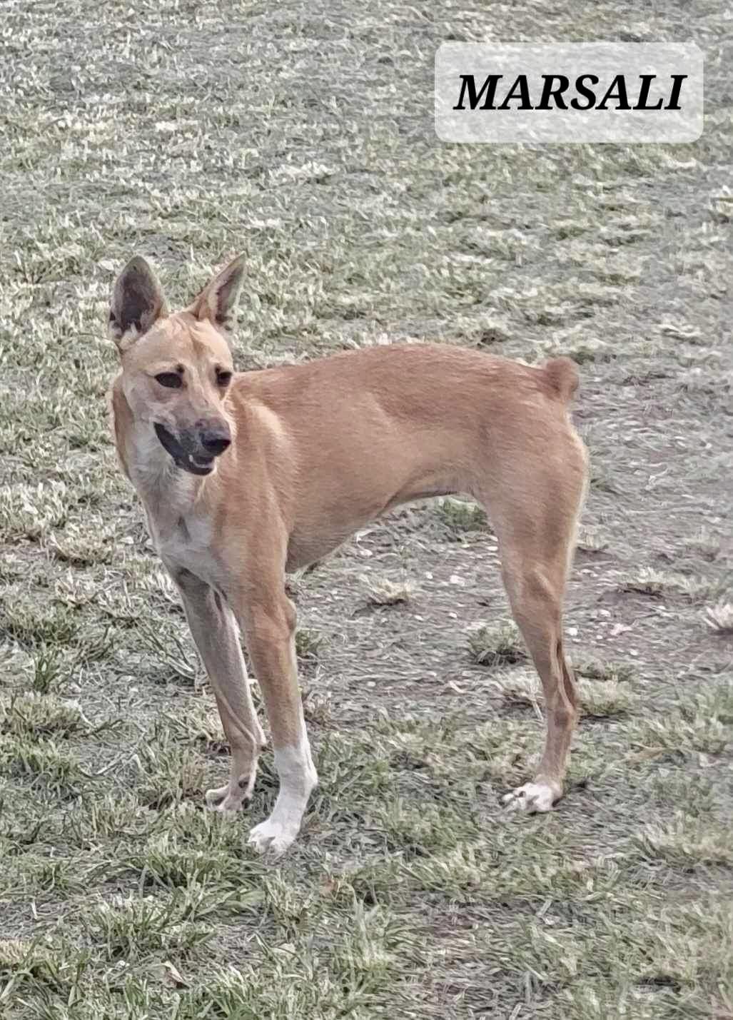 MARSALI, an adoptable Carolina Dog, Whippet in Villalba, PR, 00766 | Photo Image 3