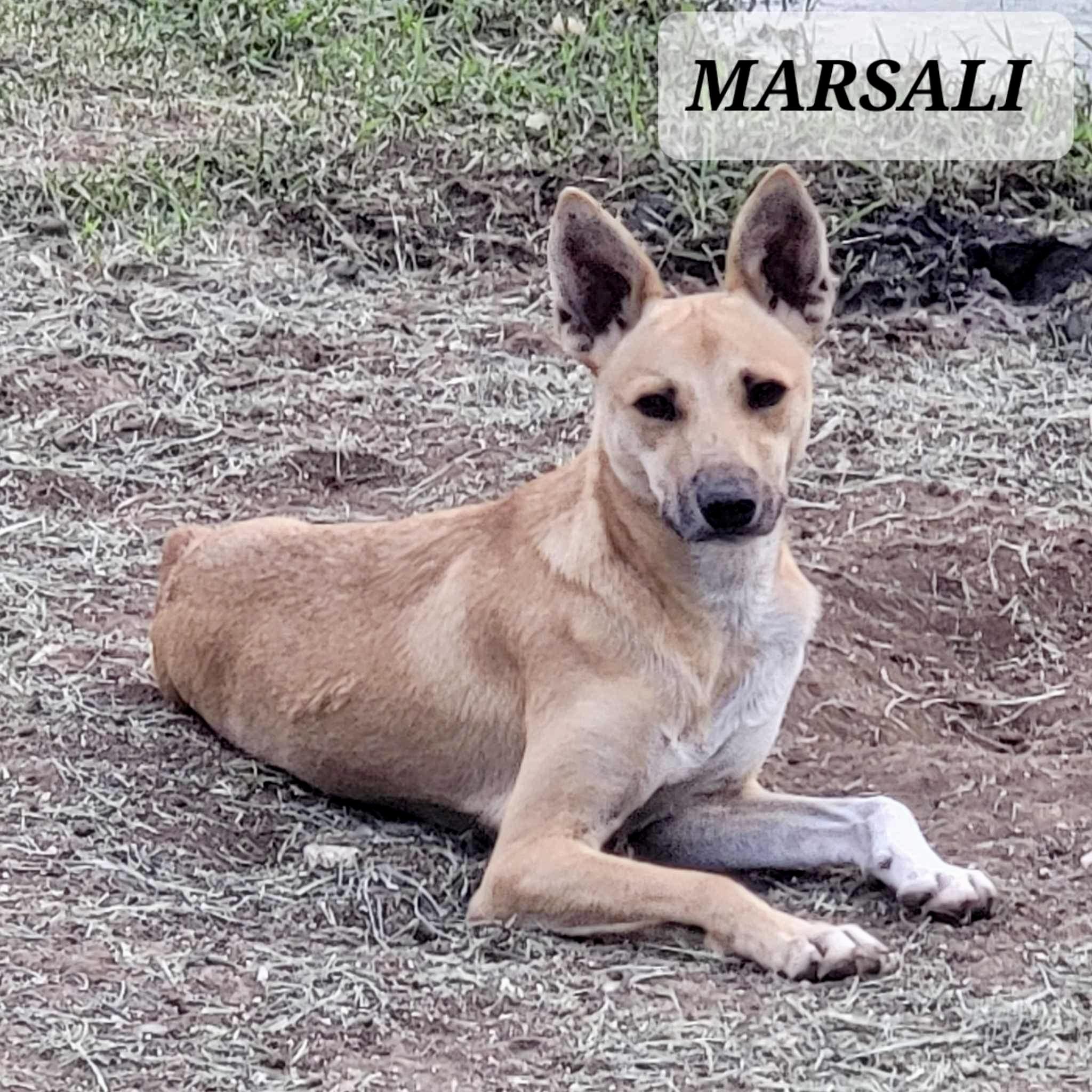 MARSALI, Young Female Carolina Dog