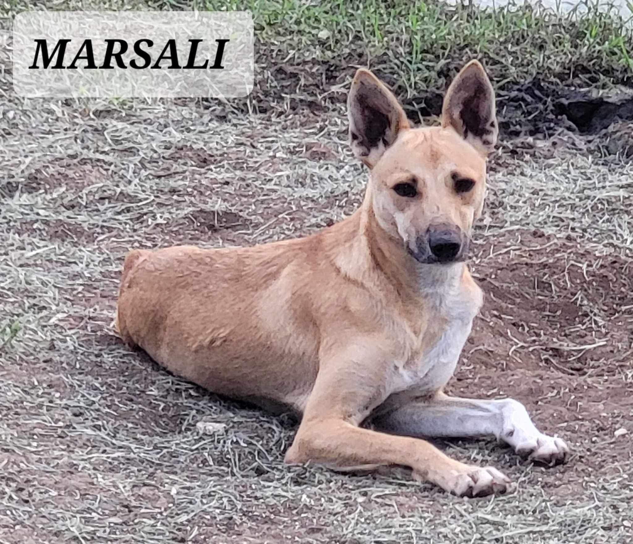 Enlarge MARSALI, a Adoptable mixed breed in Villalba, PR image 4/4