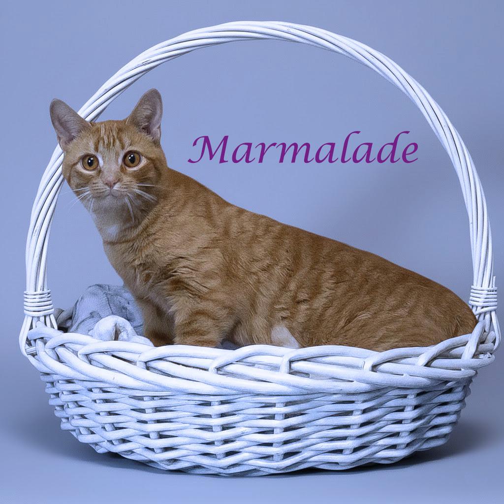 Enlarge Marmalade C26-008, a Adoptable Domestic Short Hair in Lebanon, TN image 3/4