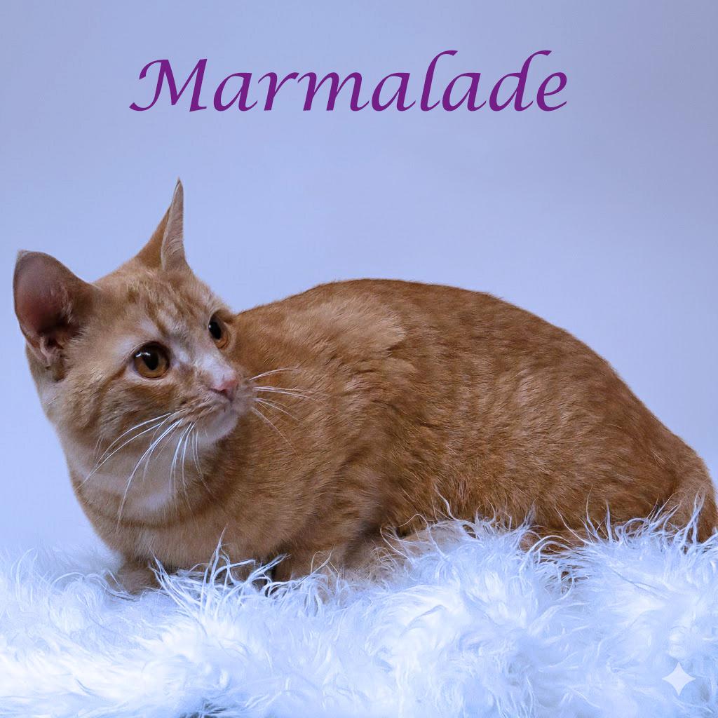 Enlarge Marmalade C26-008, a Adoptable Domestic Short Hair in Lebanon, TN image 4/4