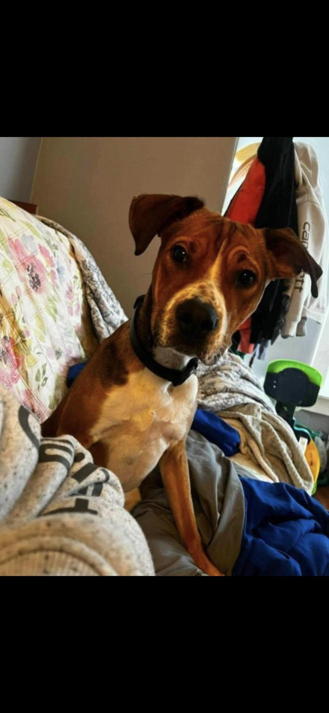 Cooper, an adopted mixed breed in Bristol, VT image 2/5