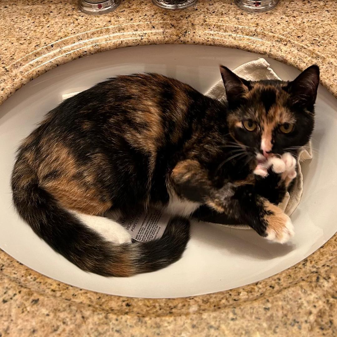 Lola (and Gina), Adoptable, Young Female Domestic Short Hair & Calico.