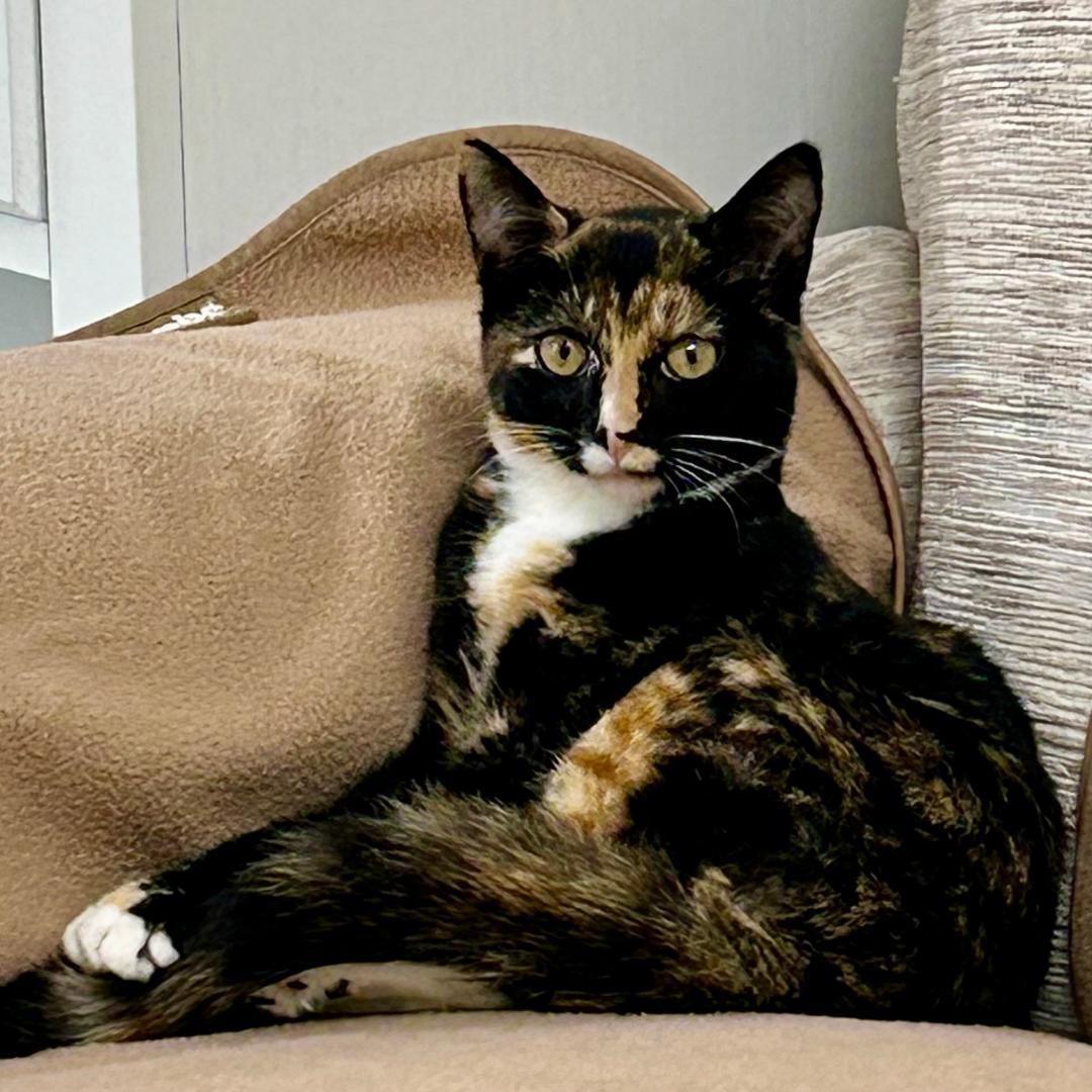 Lola (and Gina), a Adoptable mixed breed in Arlington, VA image 2/3
