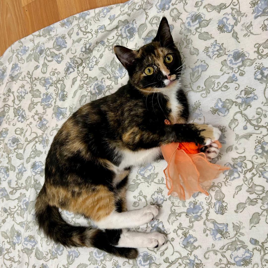 Lola (and Gina), a Adoptable mixed breed in Arlington, VA image 3/3