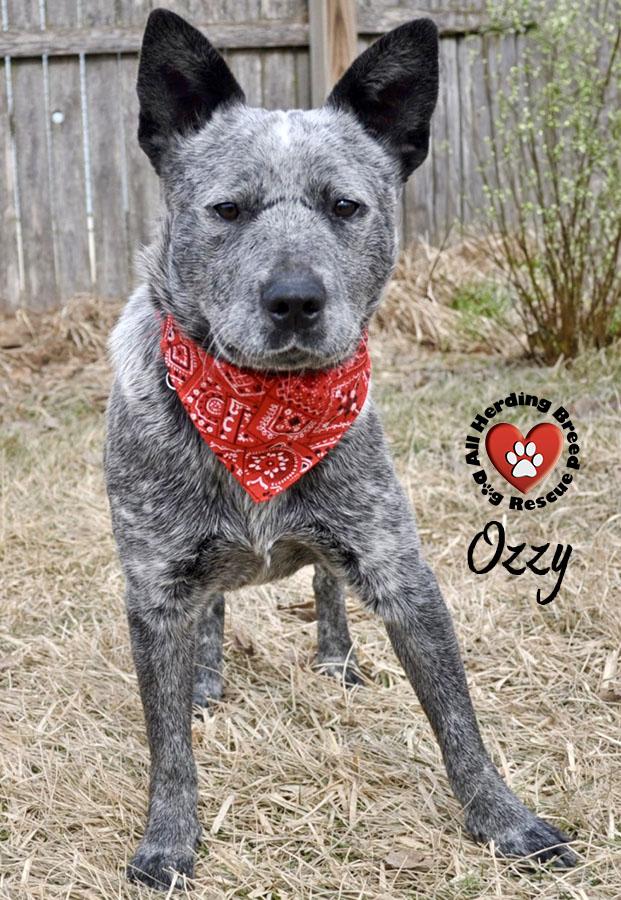 Enlarge Ozzy, a ADOPTABLE Cattle Dog in Joliet, IL image 2/4