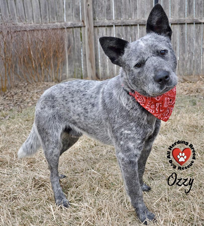 Ozzy, ADOPTABLE, Young Male Cattle Dog.