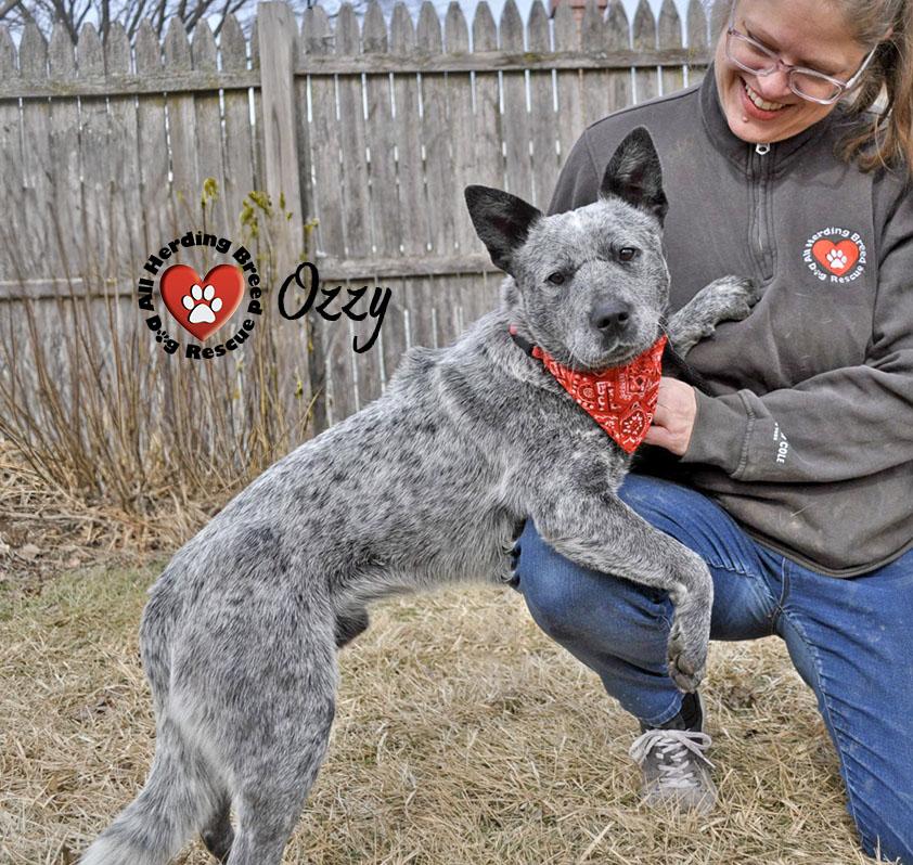 Enlarge Ozzy, a ADOPTABLE Cattle Dog in Joliet, IL image 3/4