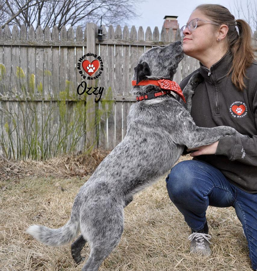 Ozzy, ADOPTABLE, Young Male Cattle Dog.
