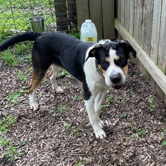 Enlarge Ludo, an adopted mixed breed in Spencer, IN image 4/4