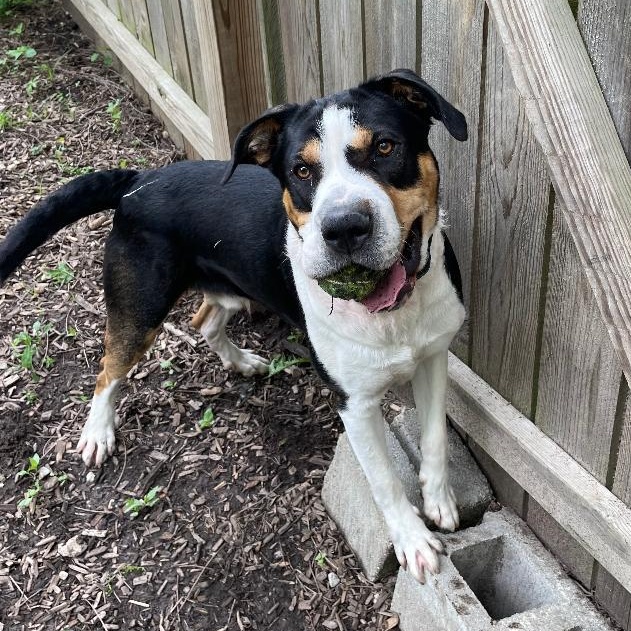 Enlarge Ludo, an adopted mixed breed in Spencer, IN image 2/4