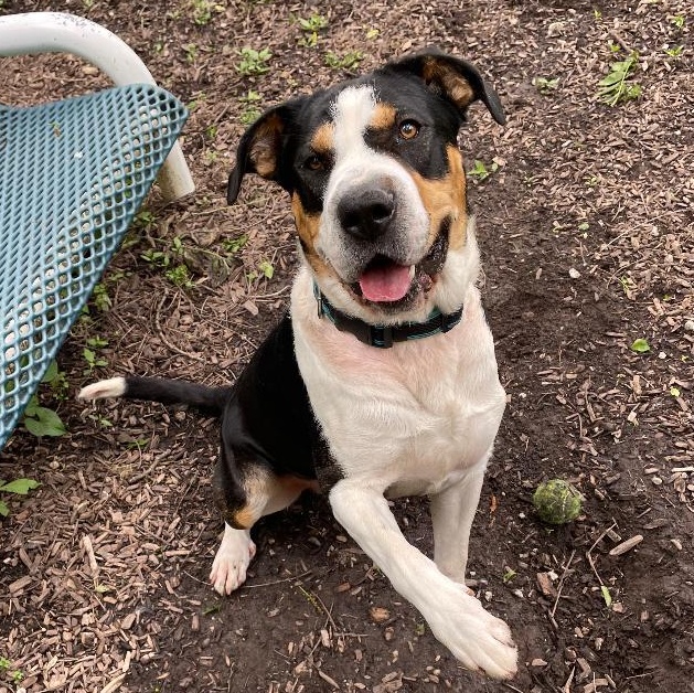 Enlarge Ludo, an adopted mixed breed in Spencer, IN image 1/4