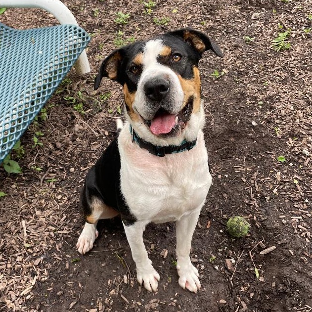 Enlarge Ludo, an adopted mixed breed in Spencer, IN image 3/4