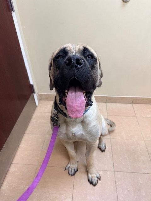 Atticus, a Adopted Mastiff in Chambersburg, PA image 1/3