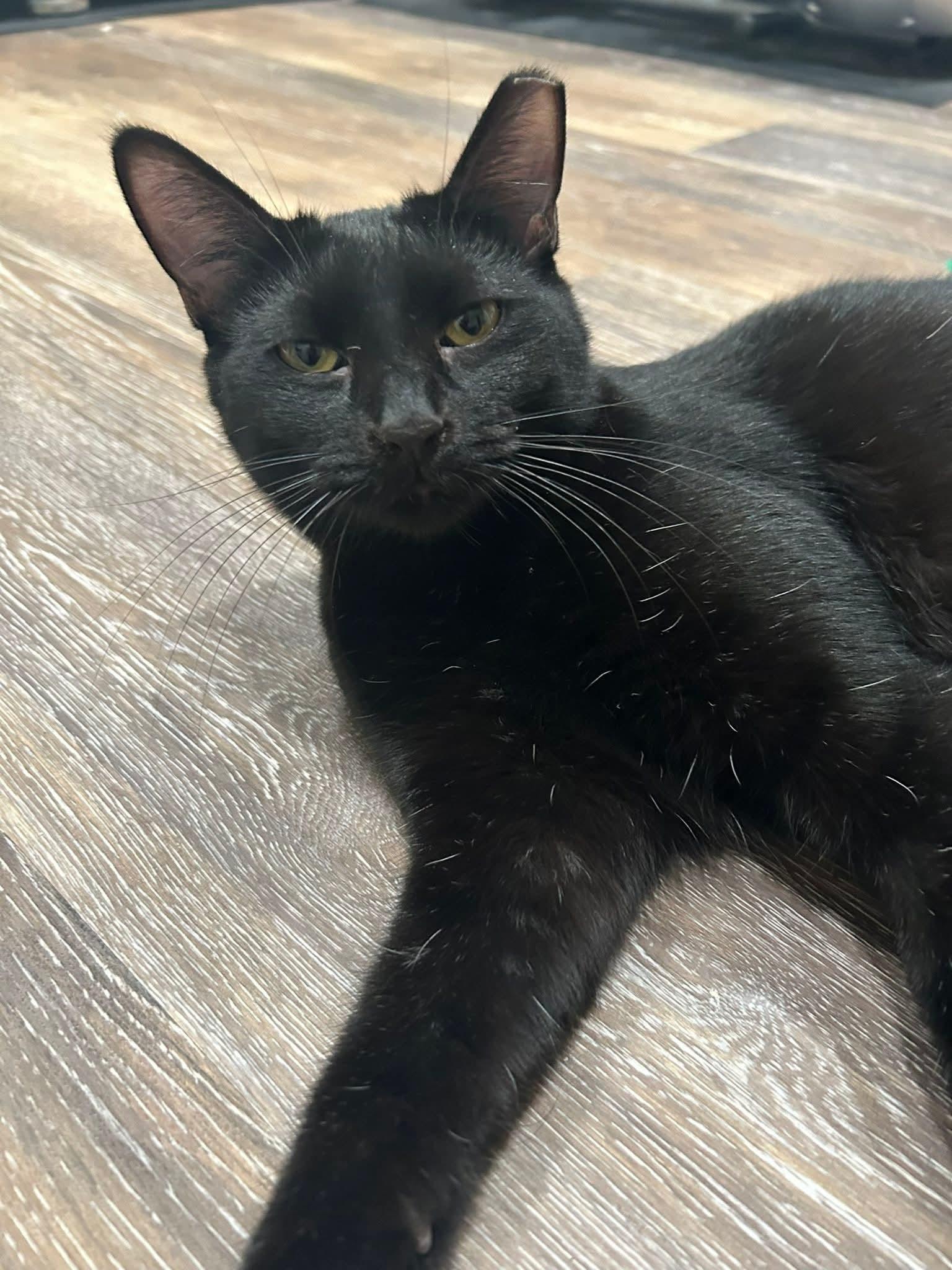 Enlarge Ozzy, a ADOPTABLE Domestic Short Hair in Blue Springs, MO image 4/6