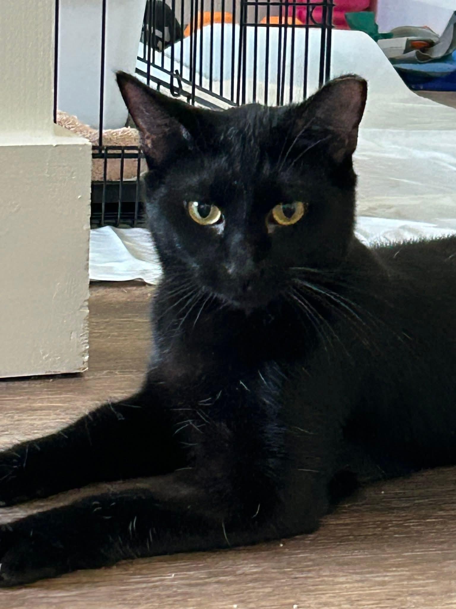 Ozzy, ADOPTABLE, Young Male Domestic Short Hair.