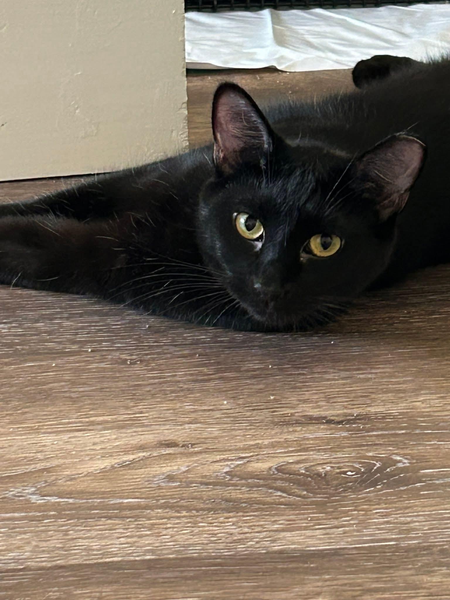 Enlarge Ozzy, a ADOPTABLE Domestic Short Hair in Blue Springs, MO image 5/6