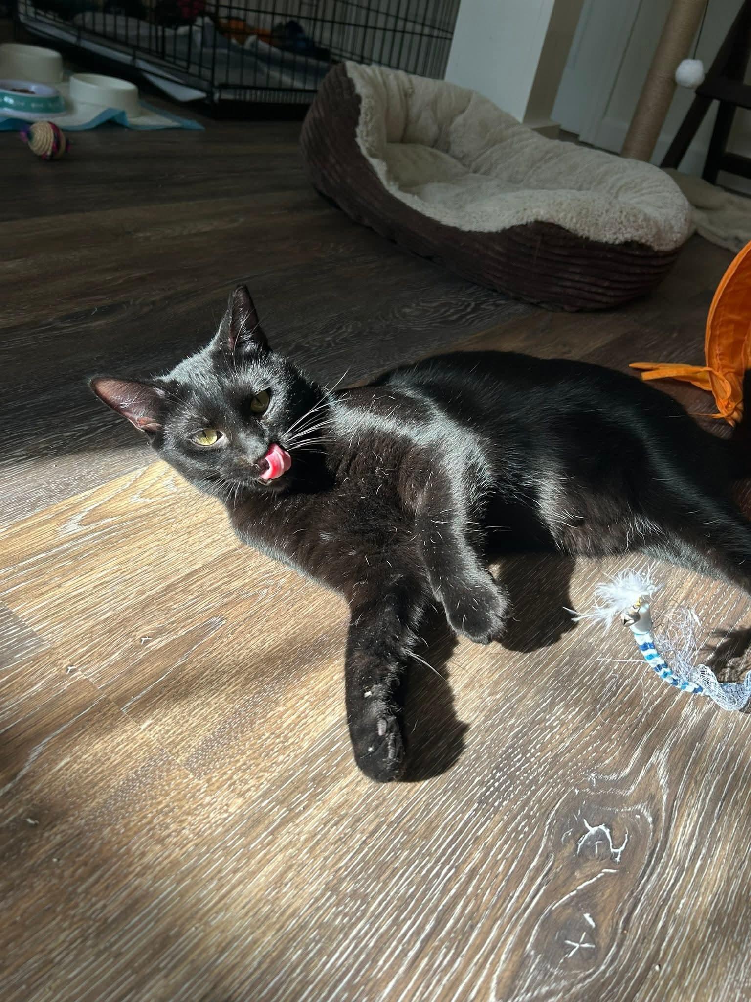 Enlarge Ozzy, a ADOPTABLE Domestic Short Hair in Blue Springs, MO image 2/6