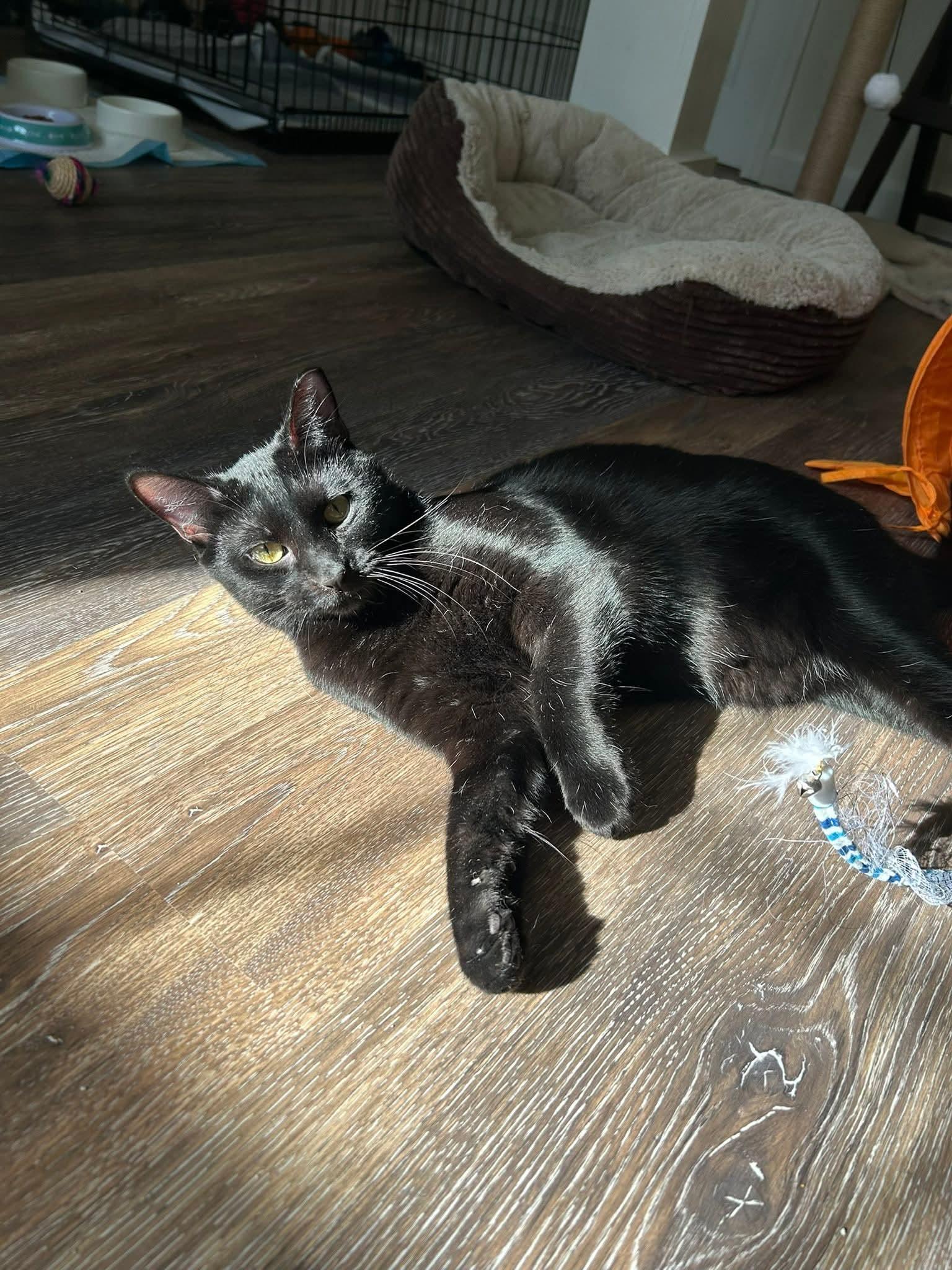 Enlarge Ozzy, a ADOPTABLE Domestic Short Hair in Blue Springs, MO image 6/6