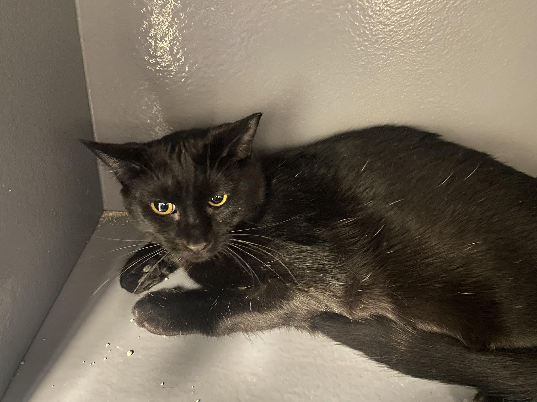 Ozzy, ADOPTABLE, Young Male Domestic Short Hair.