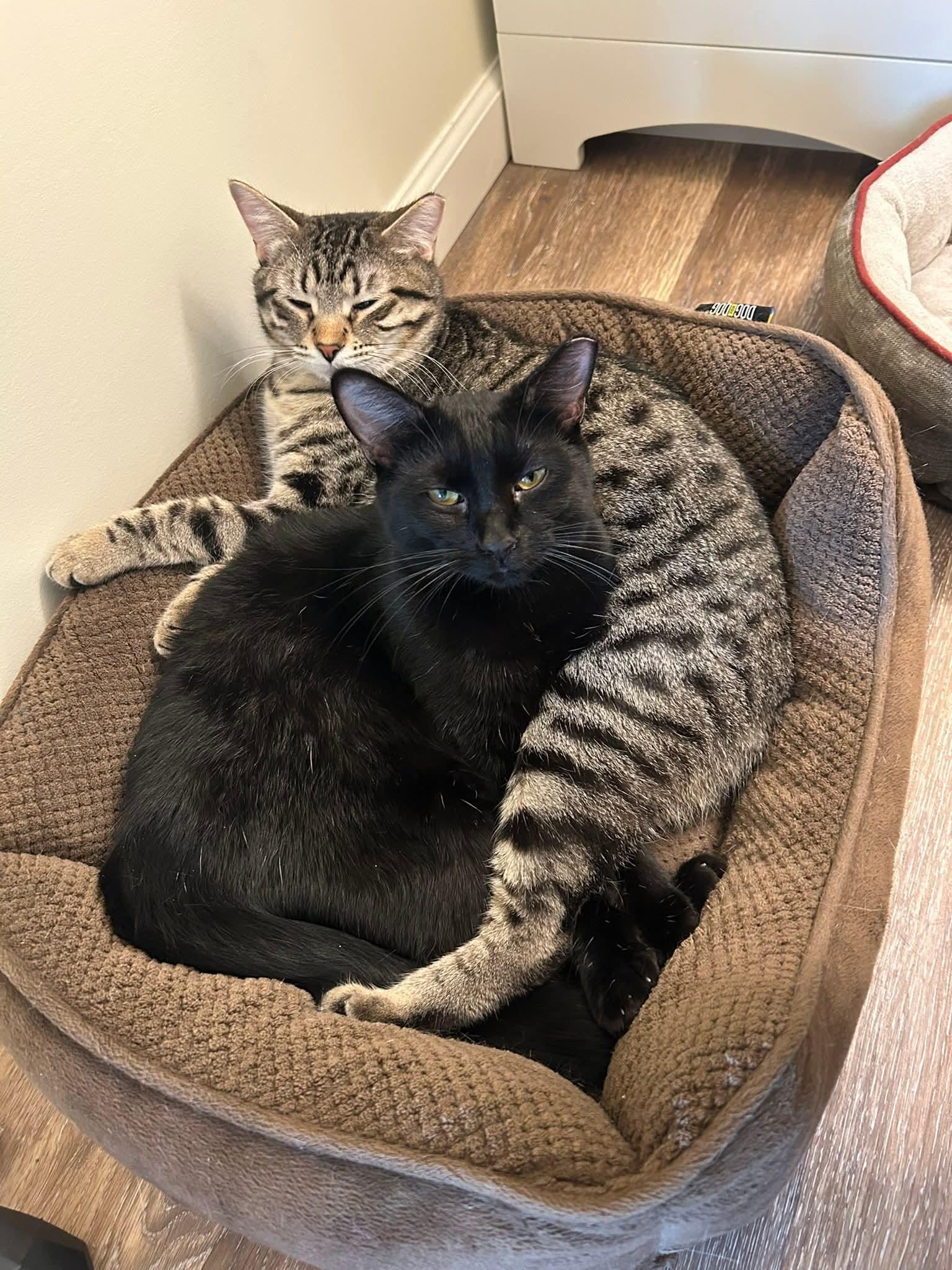 Enlarge Ozzy, a ADOPTABLE Domestic Short Hair in Blue Springs, MO image 3/6