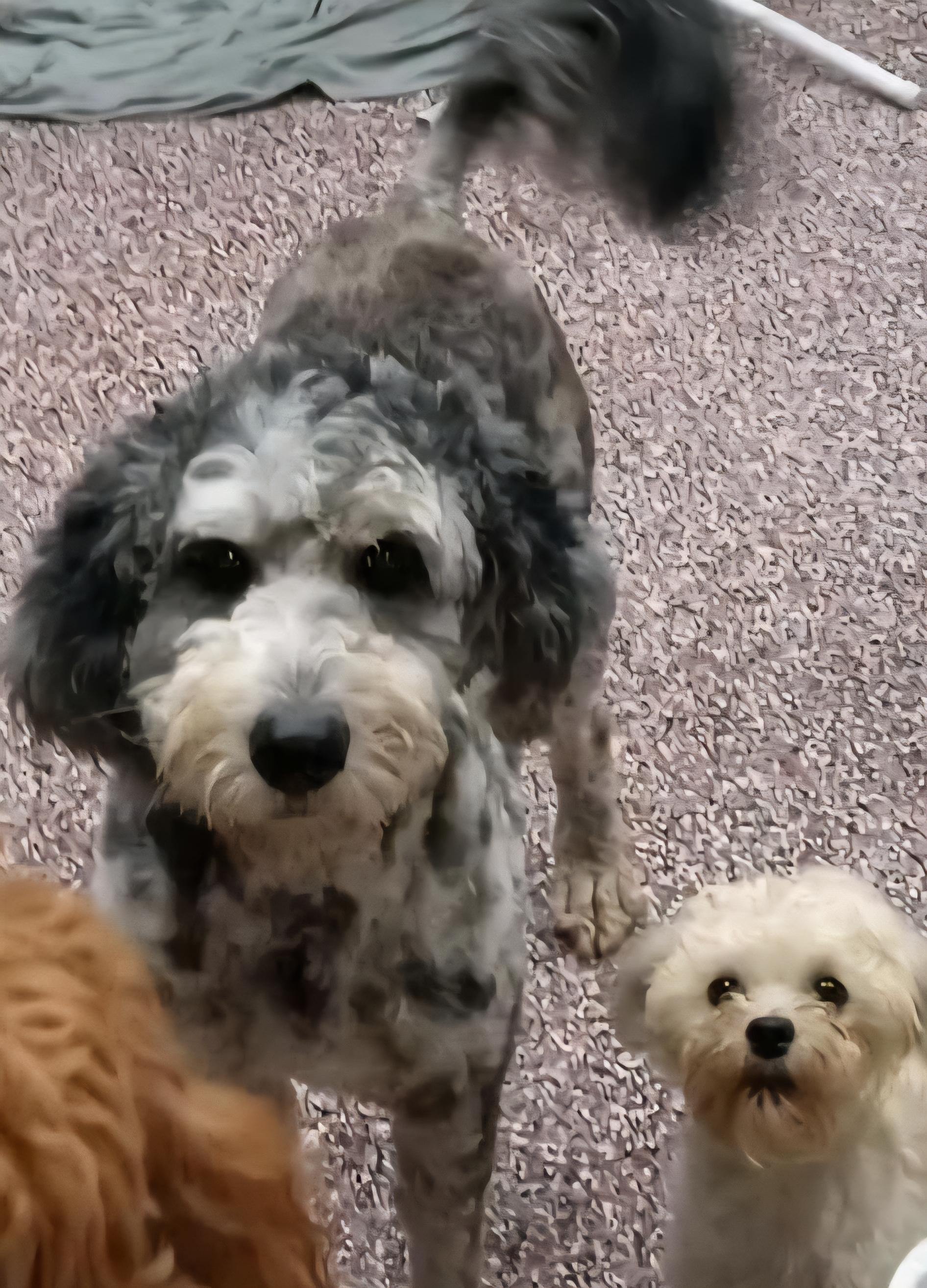 Layia, an adoptable Aussiedoodle in Wheelersburg, OH, 45694 | Photo Image 3