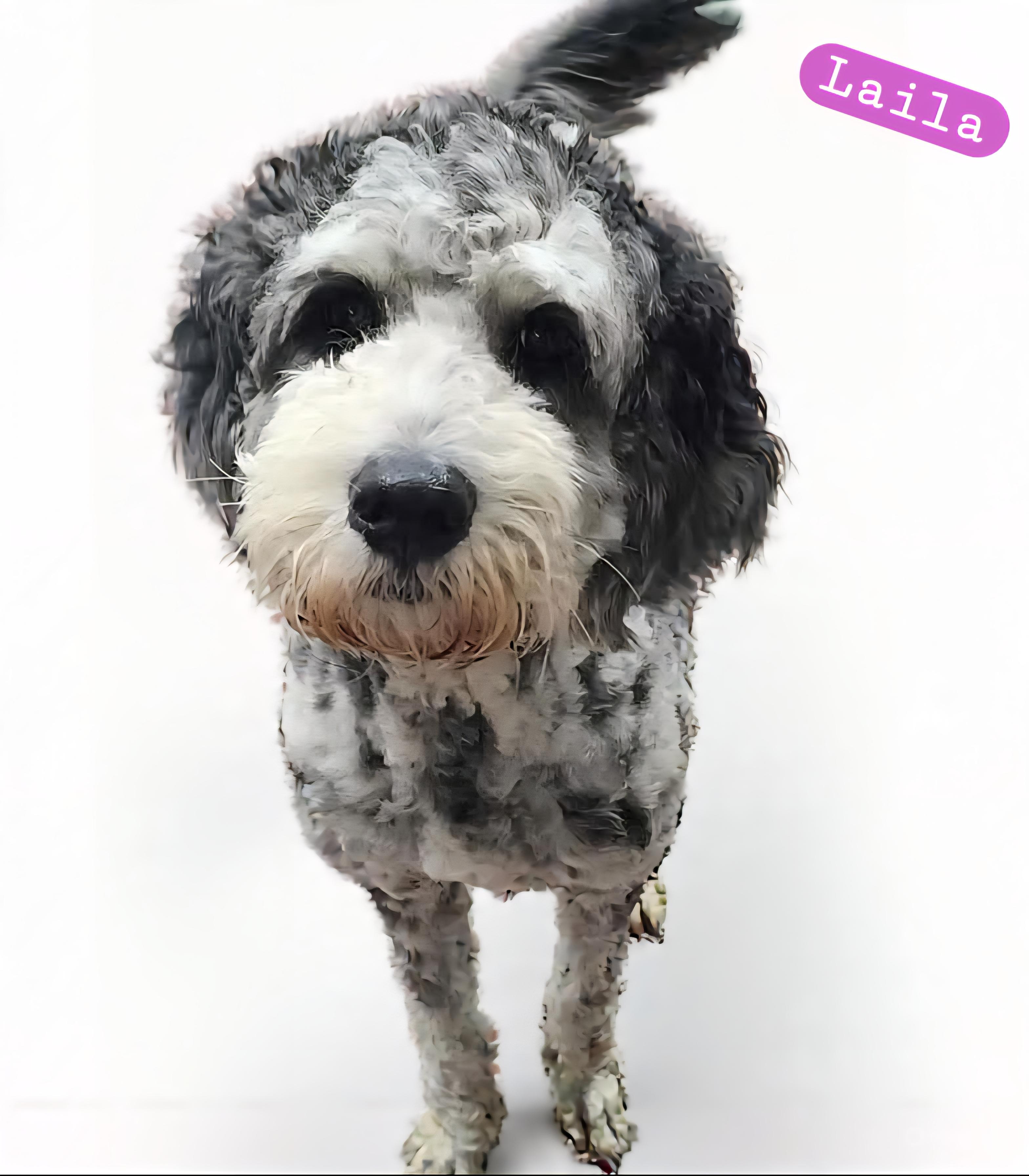 Layia, an adoptable Aussiedoodle in Wheelersburg, OH, 45694 | Photo Image 1