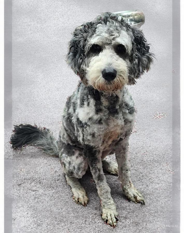 Layia, an adoptable Aussiedoodle in Wheelersburg, OH, 45694 | Photo Image 2