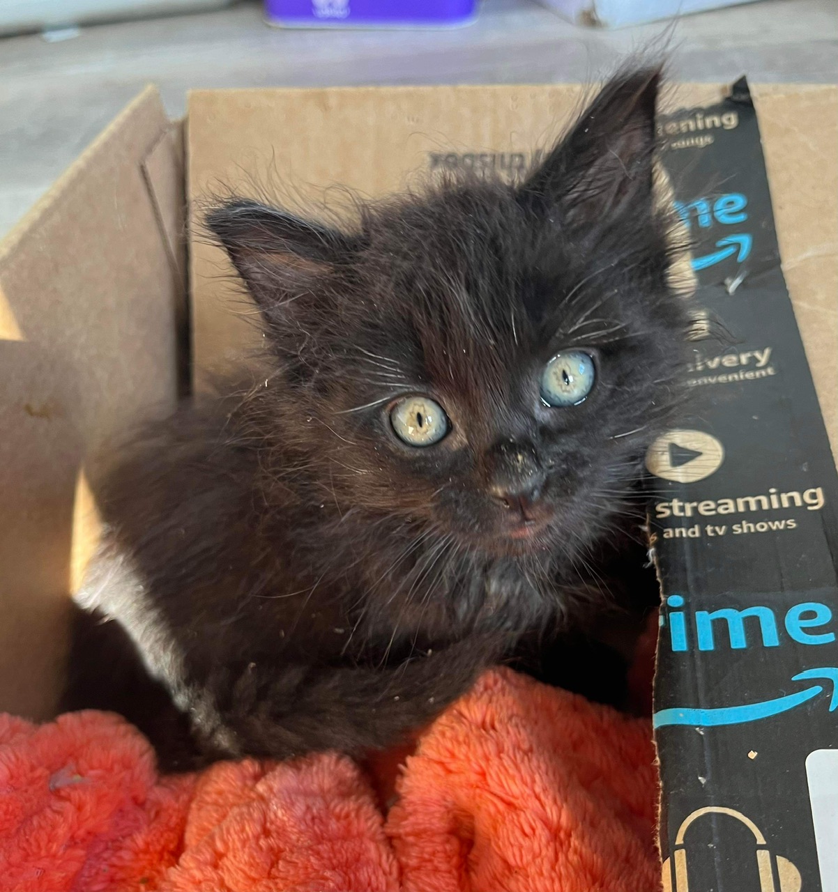 Cat for adoption Poppy, a Domestic Medium Hair in Hollister, CA