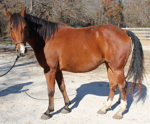 Enlarge LLOYD, a Adoptable Grade in Union, MO image 1/1