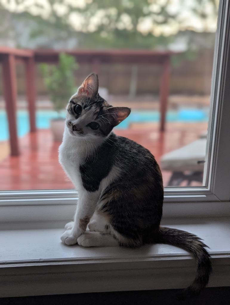 Enlarge Kali, a Adoptable Calico in Bryan, TX image 2/3