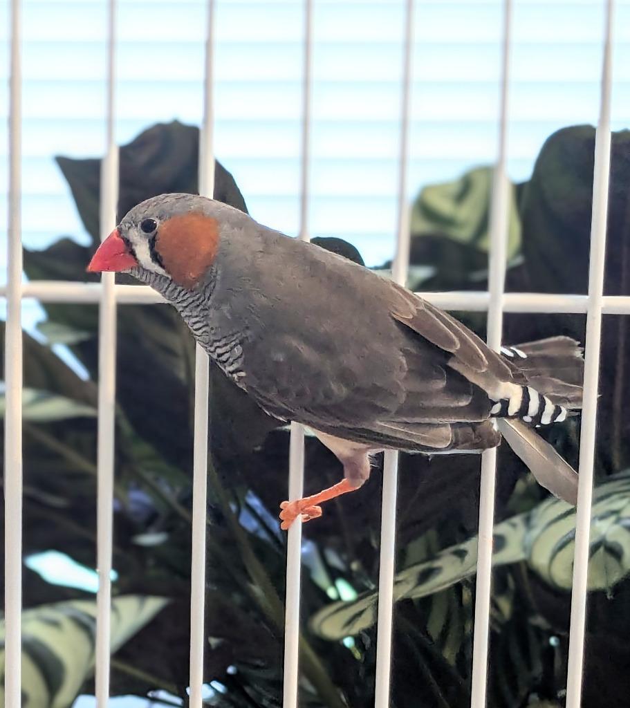 Zeeb, Adoptable, Adult Male Finch.