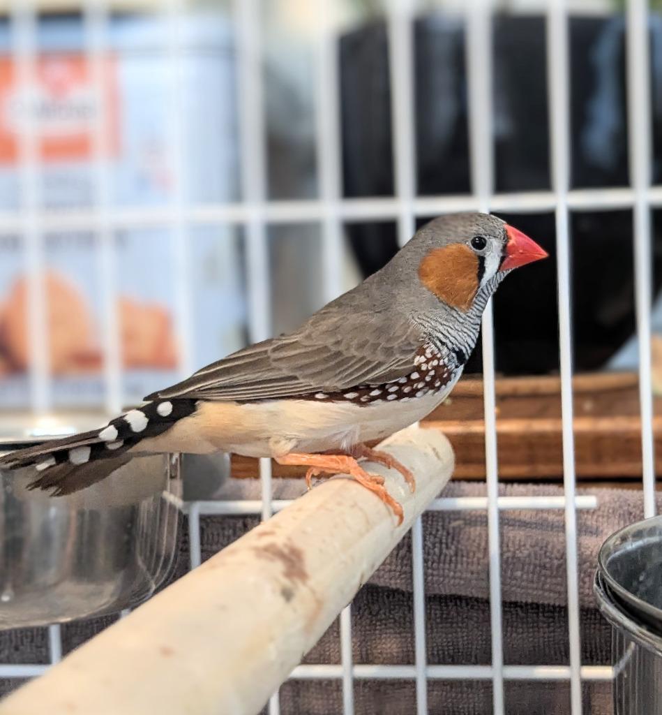 Zeeb, a Adoptable Finch in Ballwin, MO image 1/4